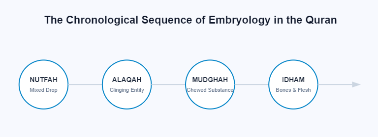 The Embryonic Cycle