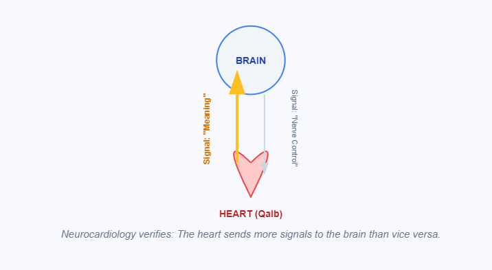 The Heart-Brain Loop